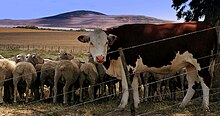 Sheep and cow in South Africa.jpg