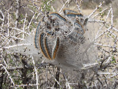 Malacosoma californicum (Western Tent Caterpillar), caterpillars