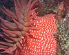 Red sea anemone