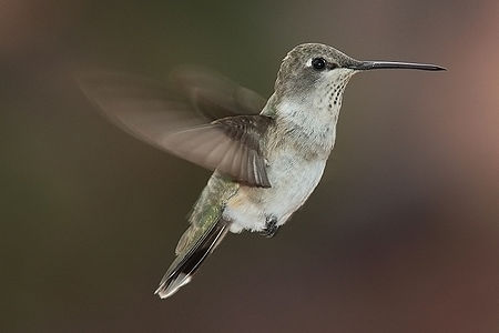 Sinek kuşugiller (Trochilidae) familyasından küçük bir kuş türü olan dişi siyah çeneli sinek kuşu (Archilochus alexandri) (Üreten: Mdf)