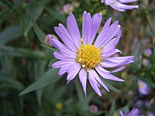 AsterNovi-belgii-flower-1mb.jpg