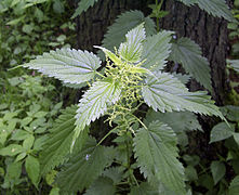 Grande ortie (Urtica dioica) ou ortie noire, ortie dioïque