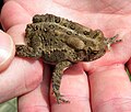 Bufo americanus americanus