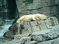 Polar Bear at Central Park Zoo