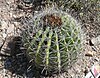 Ferocactus wislizeni