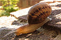 Cornu aspersa, the Garden snail, Hampshire, UK