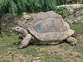 Aldabra giant tortoise