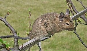 Octodon degus (Octodontidae)