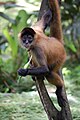 Geoffroy's spider monkey