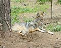 A wolf at the Braslaw national park, Belarus