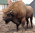 A male zubr at Minsk zoo.