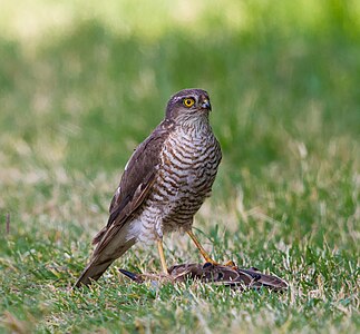 Erişkin olmayan bir sığırcığı (Sturnus vulgaris) avlamış bir bayağı atmaca (Accipiter nisus), avının üzerinde dururken (Tarn, Fransa)