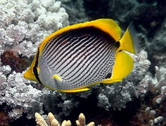 Chaetodon melannotus (Chaetodontidae).