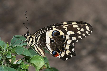 Papilio demodocus (Citrus Swallowtail)