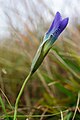 Gentianella ciliata