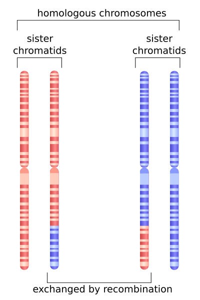 File:HR in meiosis.svg