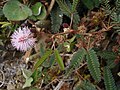 Mimose (Mimosa pudica)