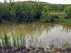 Fyndort för röd sumpkräfta i Maremma Nationalpark i Toscana i västra Italien, där arten är inplanterad och räknas som invasiv.