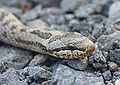 Coronella austriaca, Es: Culebra lisa europea Ga: Cobra lisa común