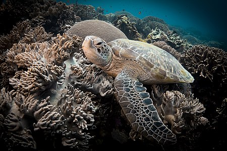 Chelonia mydas (Green Sea Turtle)