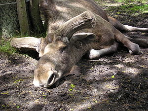 A very tired moose (no, it's not dead)