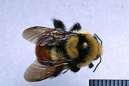 Bombus huntii