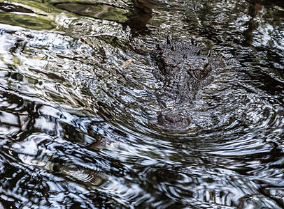 Crocodylus acutus (American Crocodile)