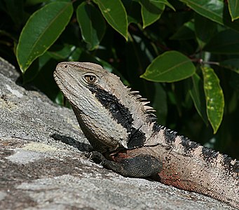 Physignathus lesueurii subsp. lesueurii (Eastern Water Dragon)