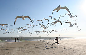 Flock of Seagulls (eschipul).jpg