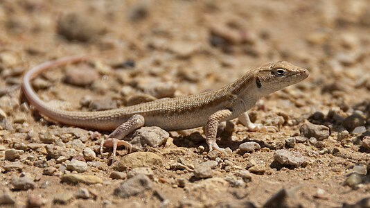 Fringe-fingered Lizard