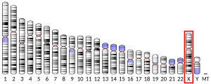 X chromosome (human)