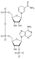 Deutsch: Struktur von Nicotinamidadenindinukleotidphosphat, reduziert (NADPH) English: Structure of nicotinamide adenine dinucleotide phosphate, reduced (NADPH)