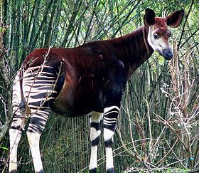 Um ocapi no Disney's Animal Kingdom na Flórida.