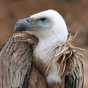 Kızıl akbaba (Gyps fulvus) (Üreten:Thermos)