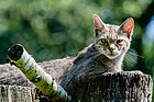 Europäische Wildkatze (Wildpark Anholter Schweiz)