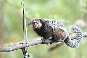 O sagui-de-wied no sul da Bahia.