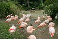 Chilean Flamingo