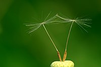 Nažce mlóča (Taraxacum officinale)