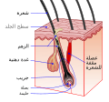 العربية