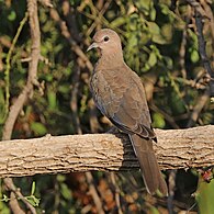 S. s cambayensis in Rajasthan, India