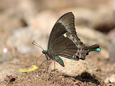 Papilio crino (common banded peacock)