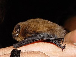 Sydpipistrell, från sidan.