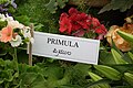 Primula cultivars from Lalbagh Garden, Bangalore, INDIA during the Annual flower show in August 2011.