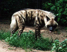 Striped Hyena.jpg