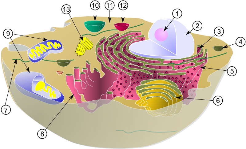 File:Biological cell.svg