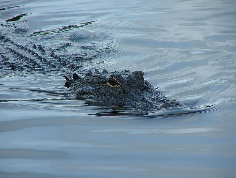 File:Gator34.jpg