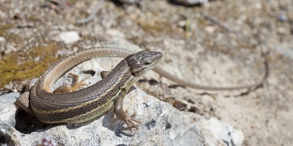 Psammodromus algirus (Large Psammodromus)