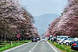 二十間道路桜並木