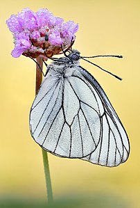 Baumweißling (Aporia crataegi)