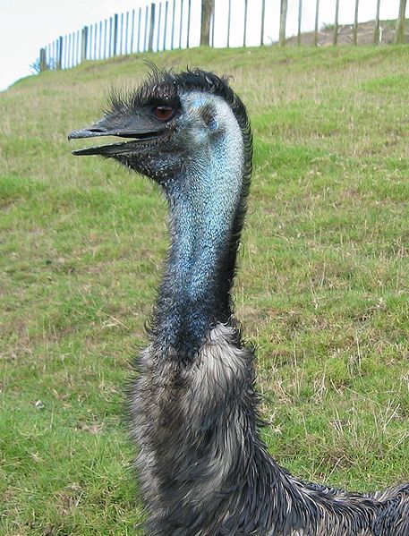 File:Emu in profile.jpg